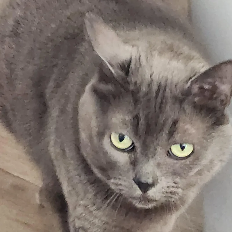 An adult medium-sized female Gray / Blue / Silver Domestic Short Hair cat named Emma for adoption in Anacortes, WA