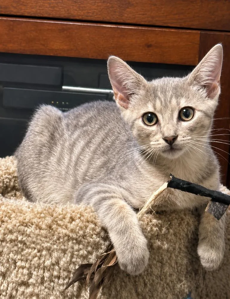 A baby small-sized male Domestic Short Hair cat named Brucie for adoption in Chicago, IL