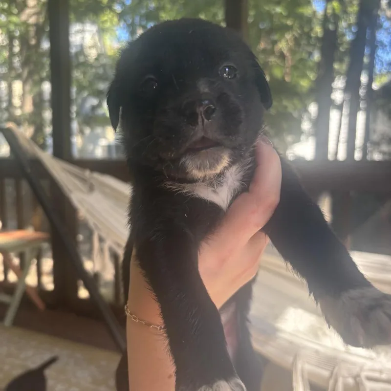 A baby medium-sized female Black Mixed Breed dog named Potato for adoption in Durham, NC