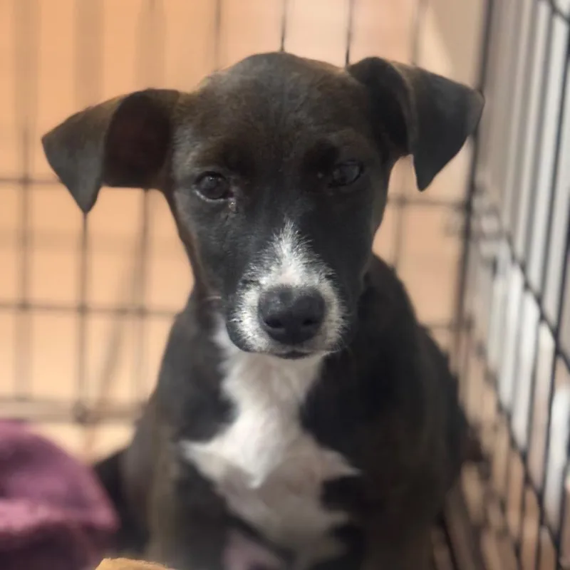 A baby small-sized male Black Hound dog named Kai for adoption in Starkville, MS