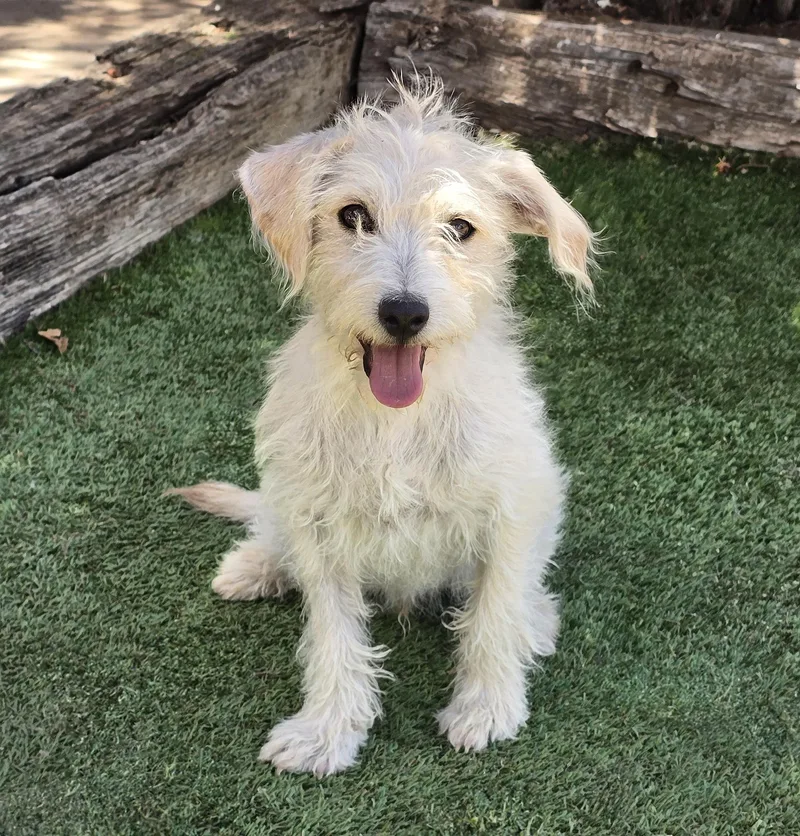 A young small-sized male White / Cream West Highland White Terrier / Westie dog named Bright Lil Mr Bernie for adoption in Albuquerque, NM
