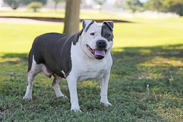 An adult large-sized female Pit Bull Terrier dog named Luna for adoption in Albuquerque, NM