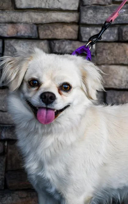 An adult small-sized female Spaniel dog named Pandora for adoption in Yakima, WA