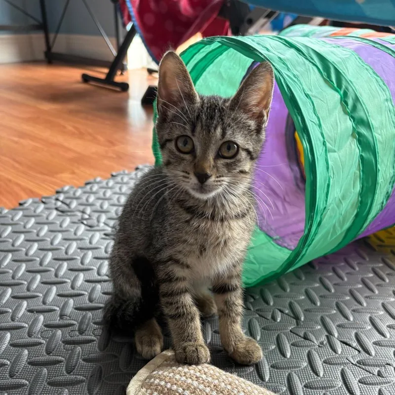 A baby small-sized female Brown / Chocolate Domestic Short Hair cat named Queen for adoption in Lauderhill, FL