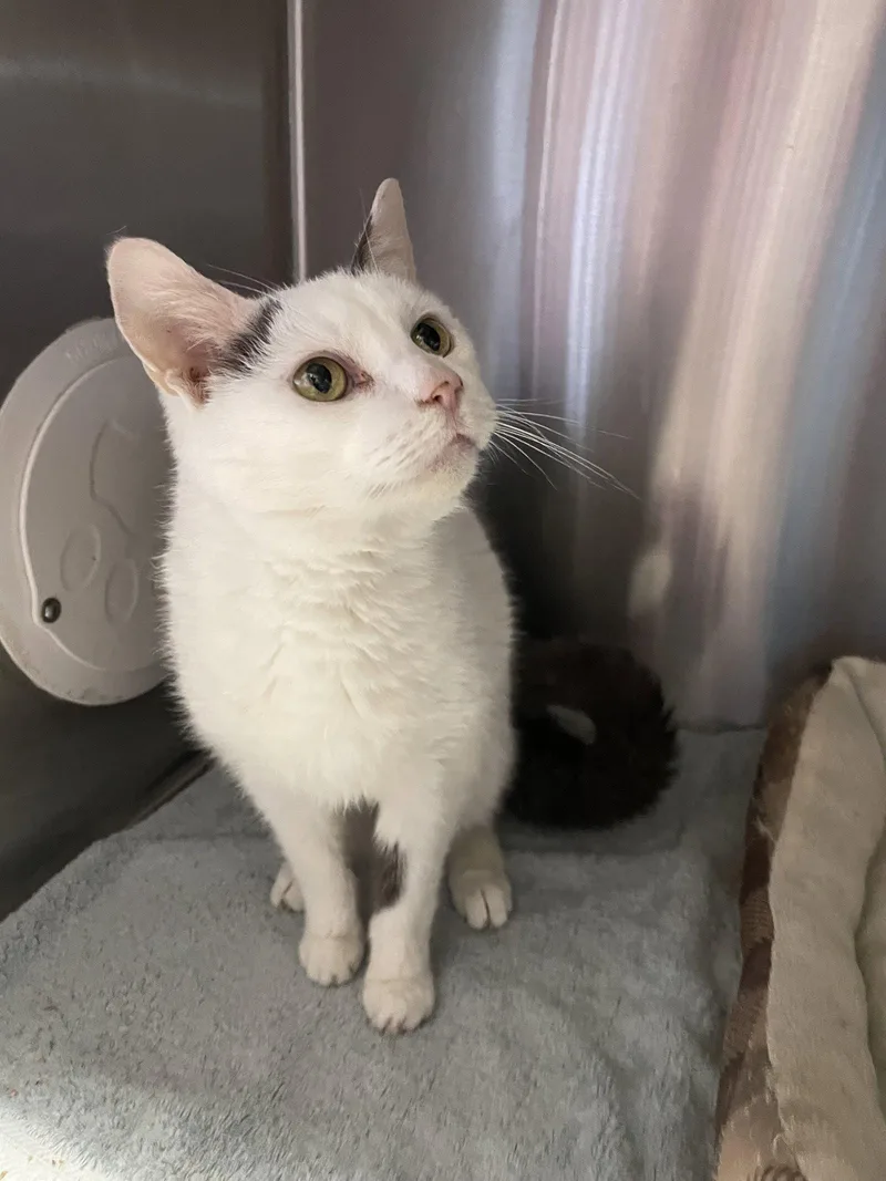 A senior medium-sized male Gray & White Domestic Short Hair cat named Buttons for adoption in Georgetown, KY