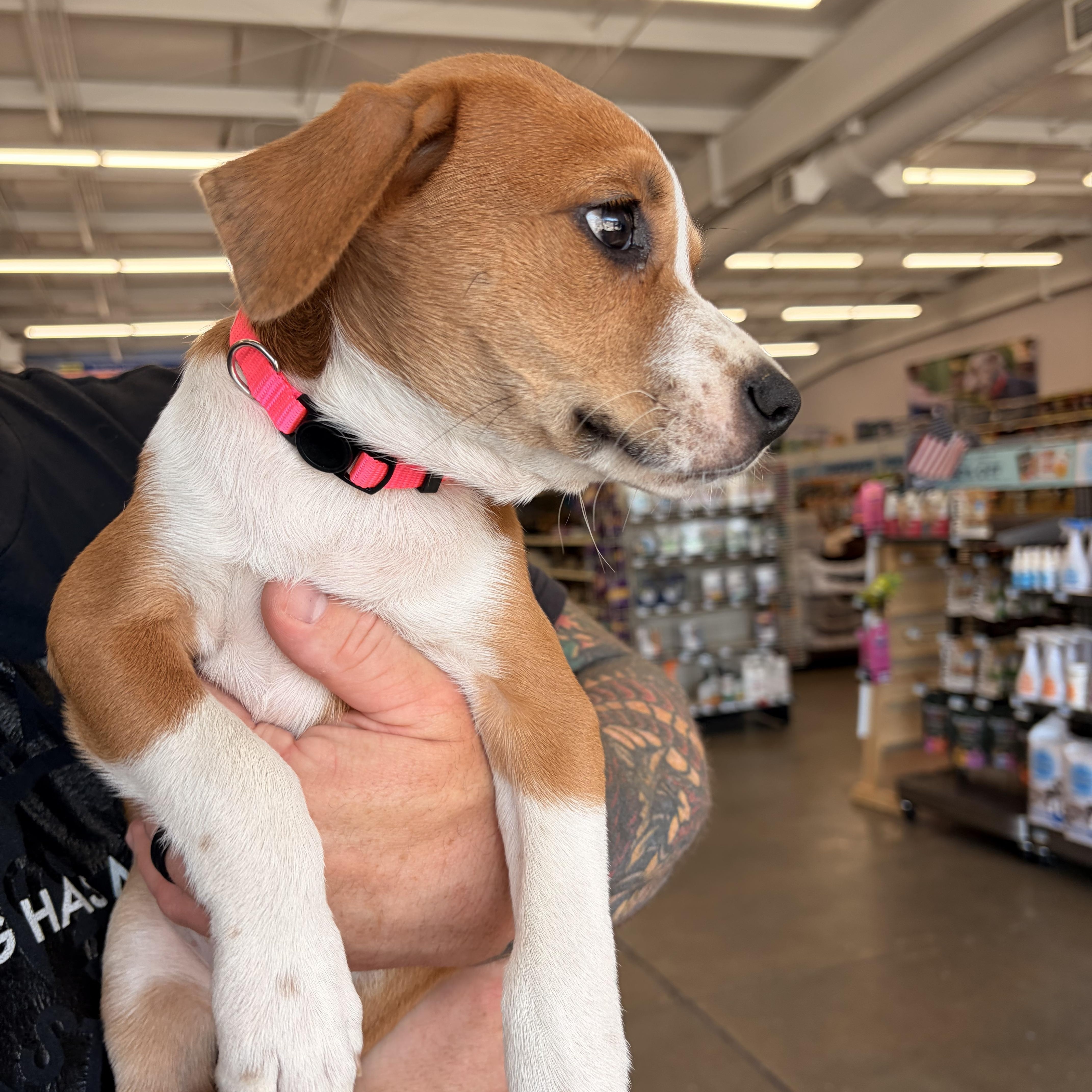 A baby small-sized female Beagle dog named Juliet for adoption in Melbourne, AR