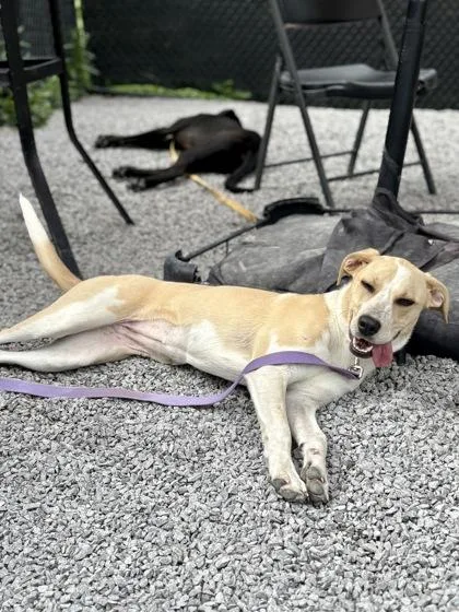 An adult medium-sized female Mixed Breed dog named Gypsy for adoption in Cincinnati, OH