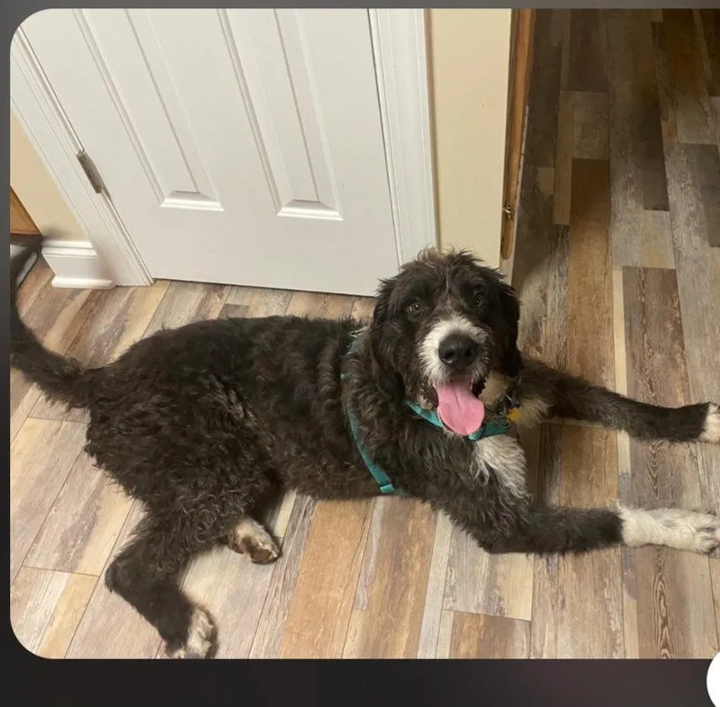 A young extra large-sized male Saint Bernard dog named Waldo for adoption in Pittsboro, NC