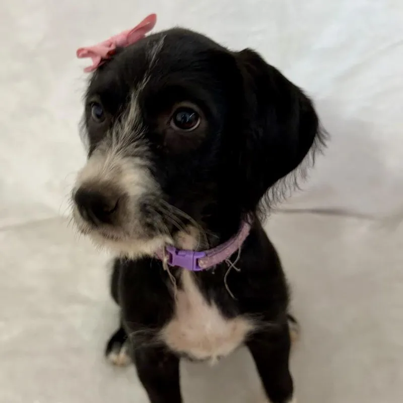 A baby small-sized female Black Labrador Retriever dog named Molly for adoption in Springfield, MO