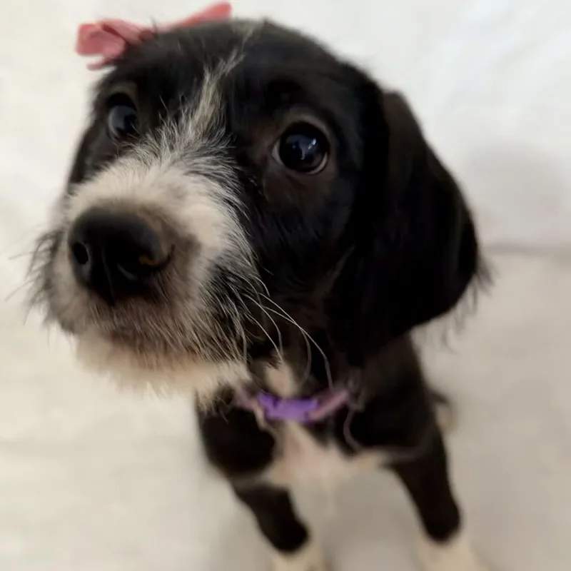 Molly thumbnail 4