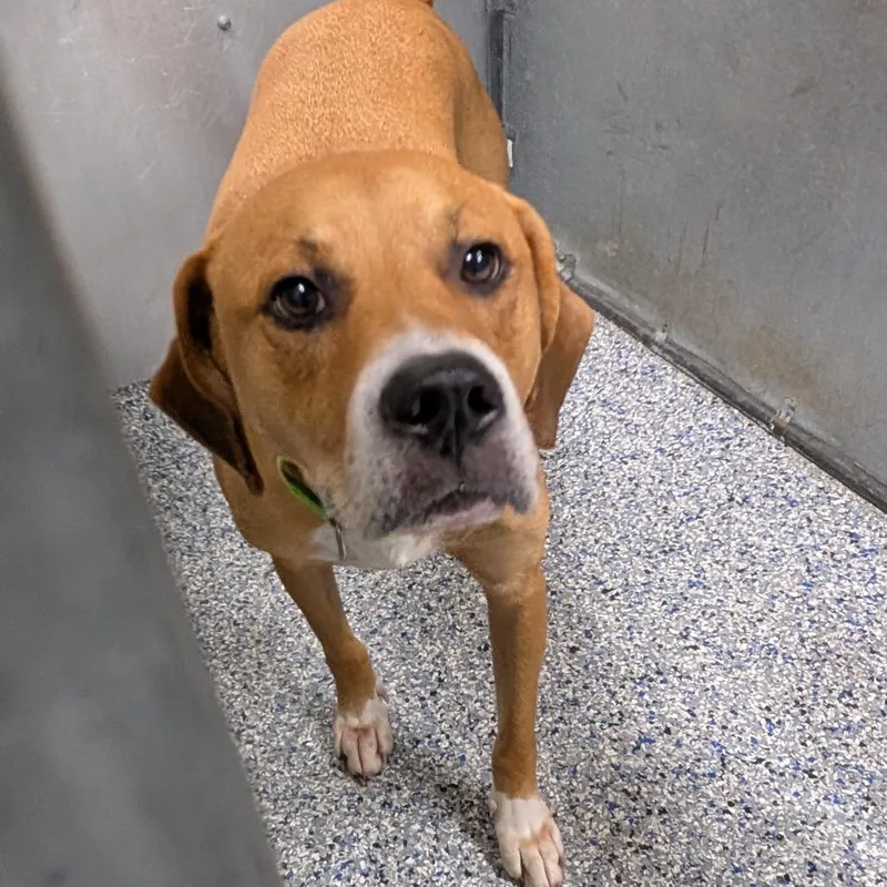 An adult medium-sized male Yellow / Tan / Blond / Fawn Labrador Retriever dog named Kakachi for adoption in Greenville, SC