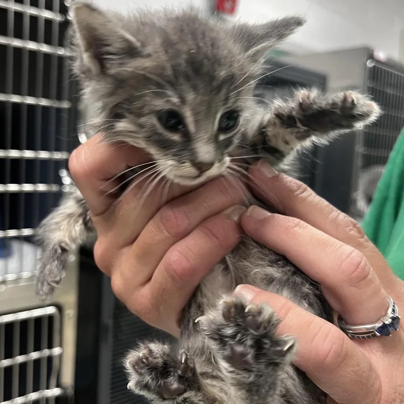 A baby small-sized female Gray / Blue / Silver Domestic Short Hair cat named MarieC for adoption in East Saint Louis, IL