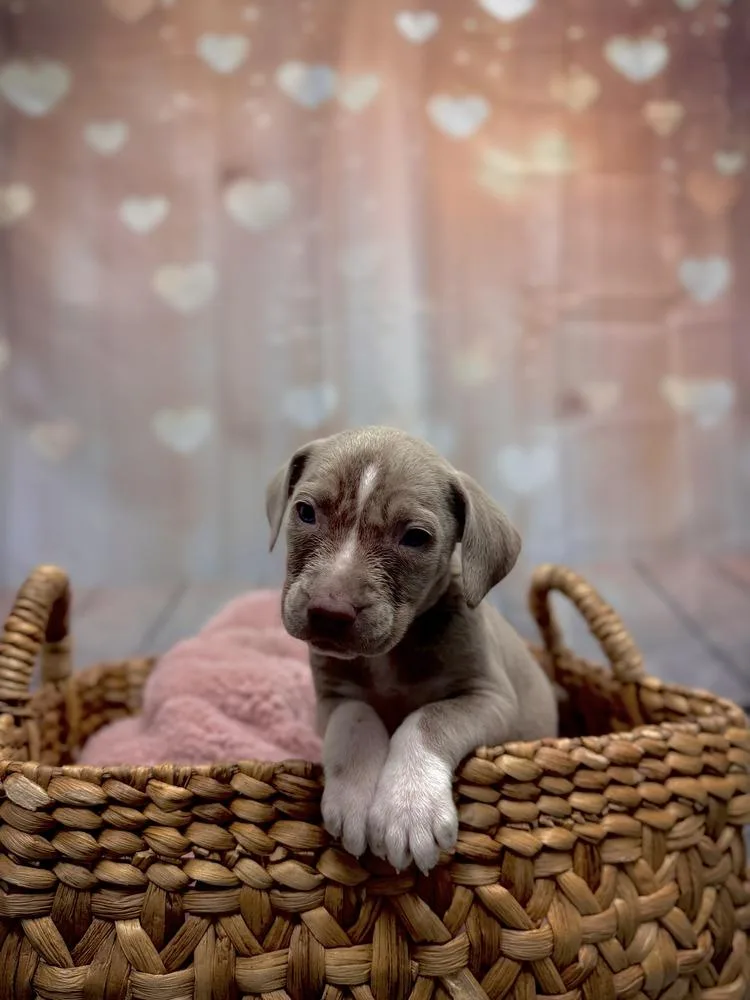 A baby medium-sized male Gray / Blue / Silver Pit Bull Terrier dog named Duke for adoption in ventura, CA