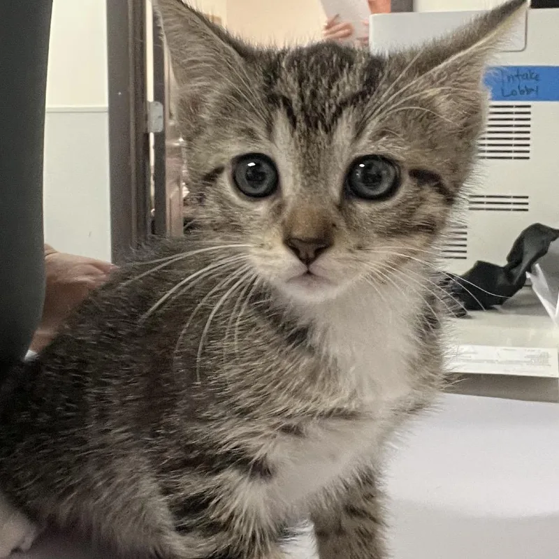 A baby small-sized male Gray / Blue / Silver Domestic Short Hair cat named Emmett for adoption in Tampa, FL