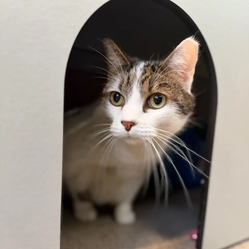 A senior large-sized female Domestic Short Hair cat named Lilly for adoption in Sarasota, FL