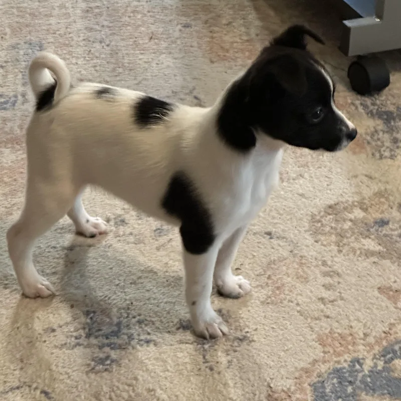 A baby small-sized female Black Chihuahua dog named Bianca for adoption in Clinton Twp, MI