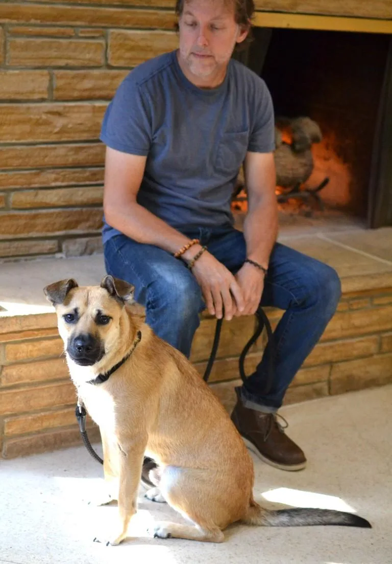 A young medium-sized male German Shepherd Dog dog named Woody for adoption in Germantown, TN