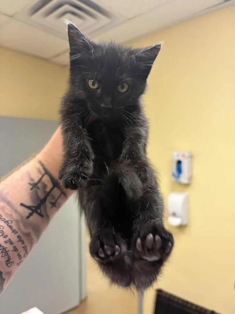 A baby medium-sized female Domestic Short Hair cat named Sky Dancer for adoption in Florence, SC