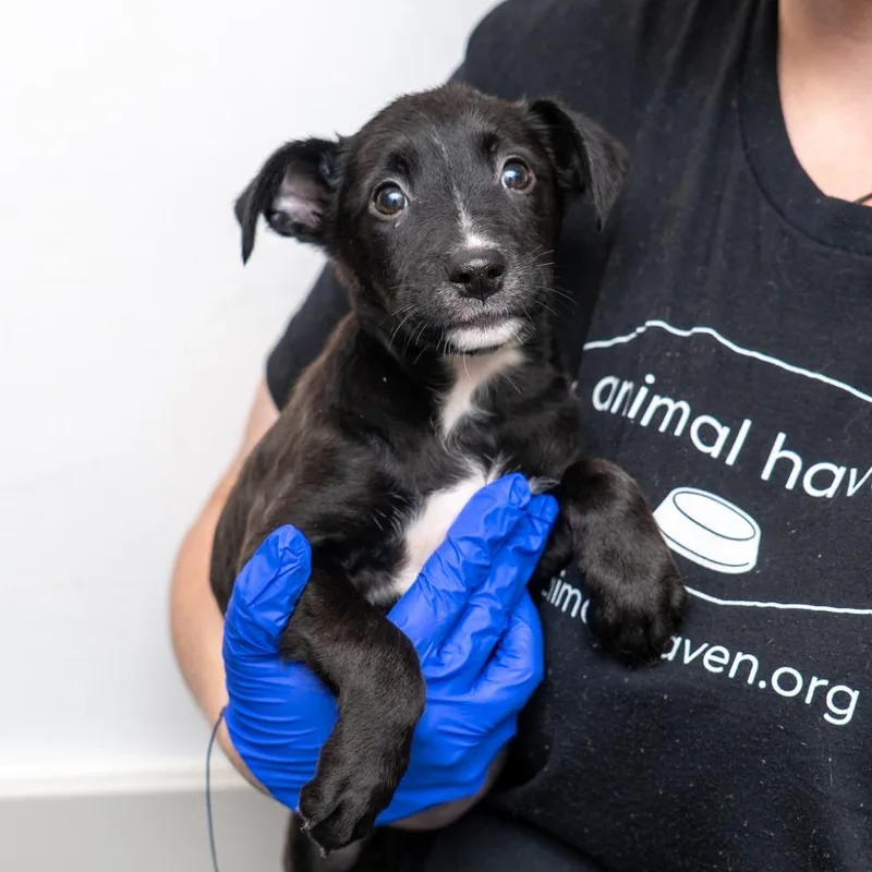 A baby small-sized female Black Mixed Breed dog named Rumi for adoption in New York, NY