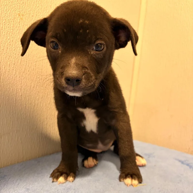 A baby medium-sized female Black Labrador Retriever dog named Poppy for adoption in Tampa, FL