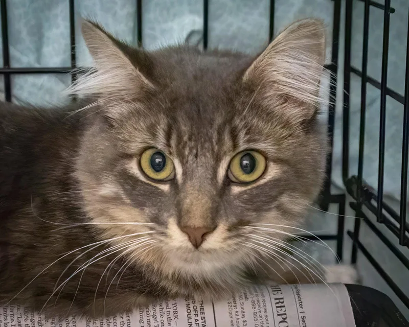 An adult medium-sized male Tabby cat named Banjo for adoption in Greenville, DE