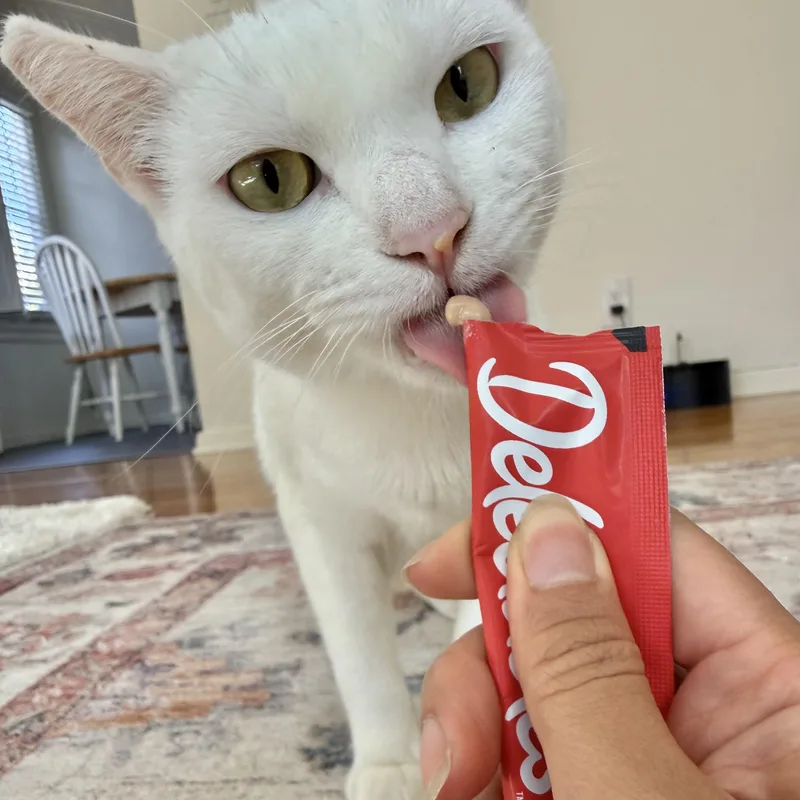 An adult medium-sized male White Domestic Short Hair cat named Ollie for adoption in Los Angeles, CA