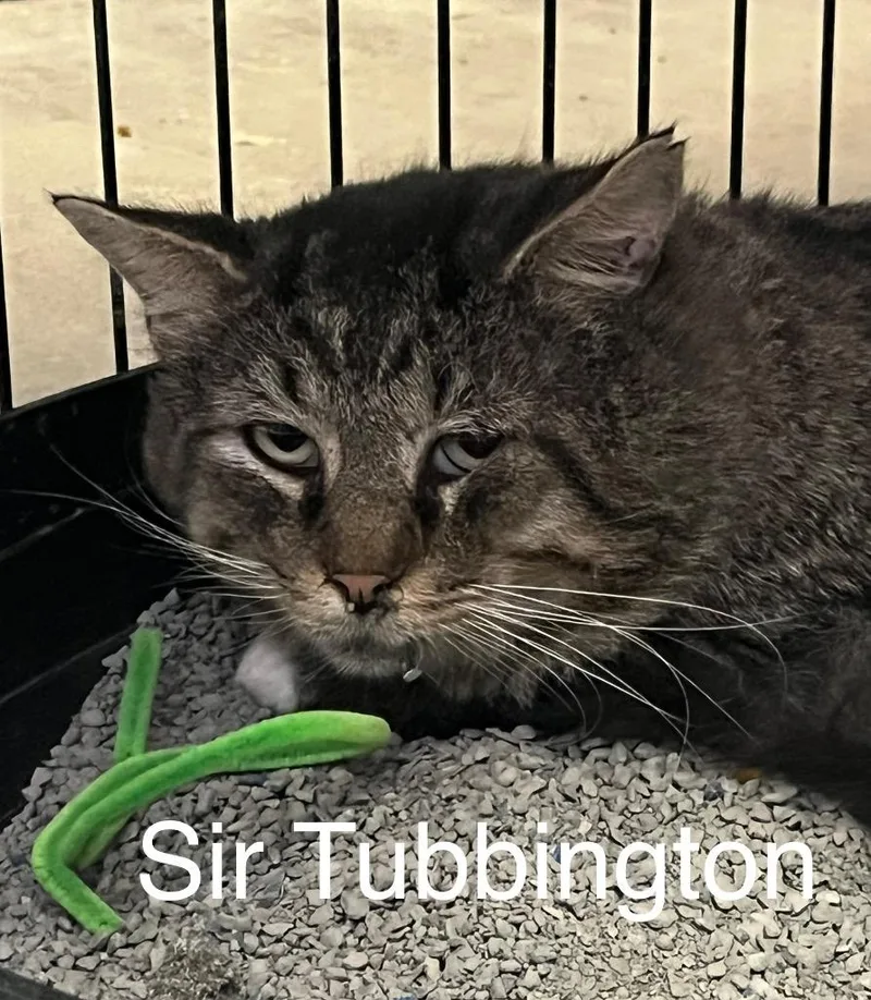 A young large-sized male American Shorthair cat named Sir Tubbington for adoption in Princeton, IN