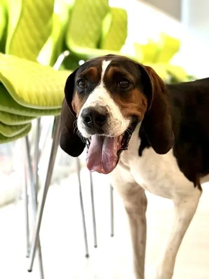 An adult medium-sized female Treeing Walker Coonhound dog named Moose for adoption in Daytona Beach, FL