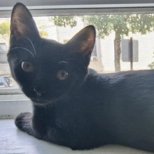 A baby small-sized female Domestic Short Hair cat named Harriet for adoption in Chicago, IL