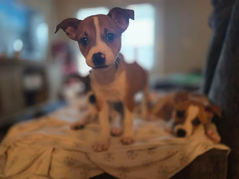 A baby medium-sized female Shepherd dog named Kimberly for adoption in Carmel, NY
