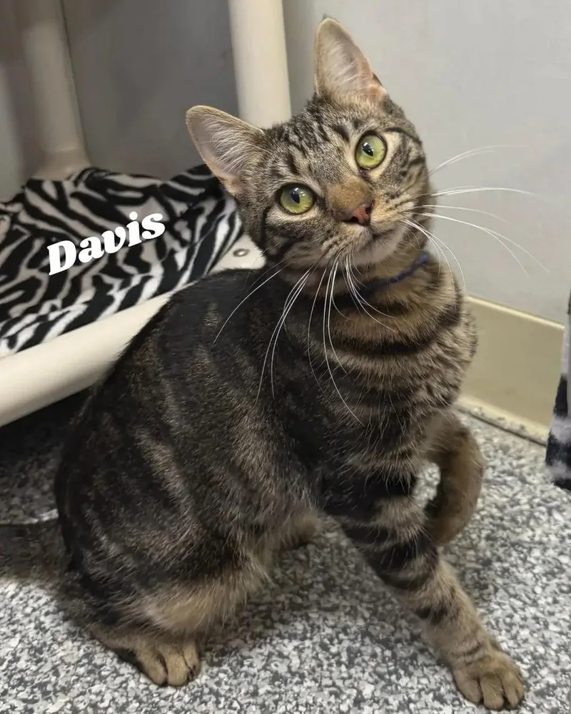 An adult medium-sized male Tabby (Brown / Chocolate) Domestic Short Hair cat named Davis for adoption in Dunkirk, NY