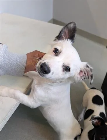 A young small-sized male Chihuahua dog named Kique for adoption in San Martin, CA