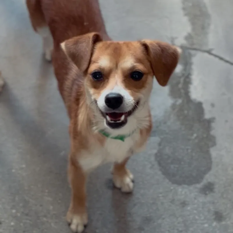 A young small-sized male Chihuahua dog named Chip A for adoption in Mission Hills, CA