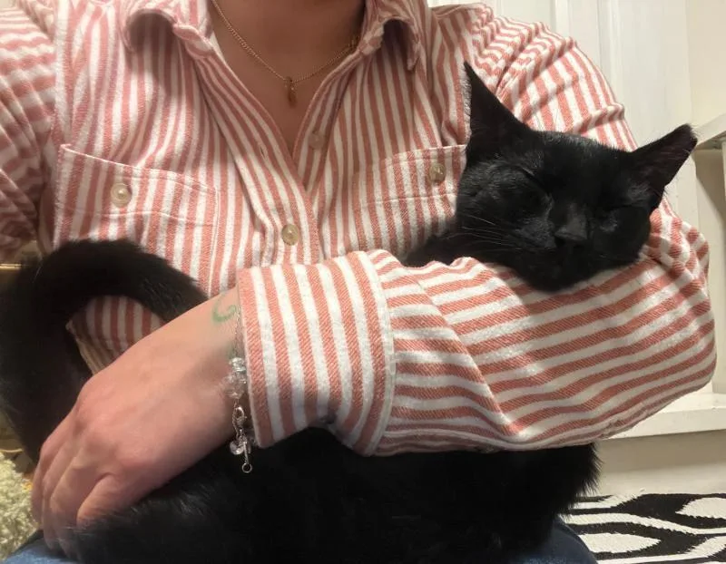 A young small-sized male Black Domestic Short Hair cat named Luke for adoption in Sunnyvale, CA