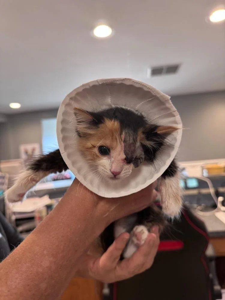 A baby small-sized female Domestic Short Hair cat named Goldfinch for adoption in Plymouth, MI