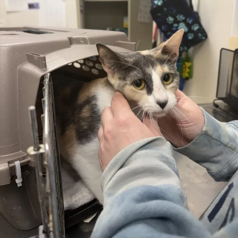 An adult medium-sized female White Domestic Short Hair cat named Biscuit for adoption in Pekin, IL