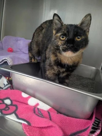 A young medium-sized female Tortoiseshell Domestic Short Hair cat named Morticia for adoption in Lock Haven, PA