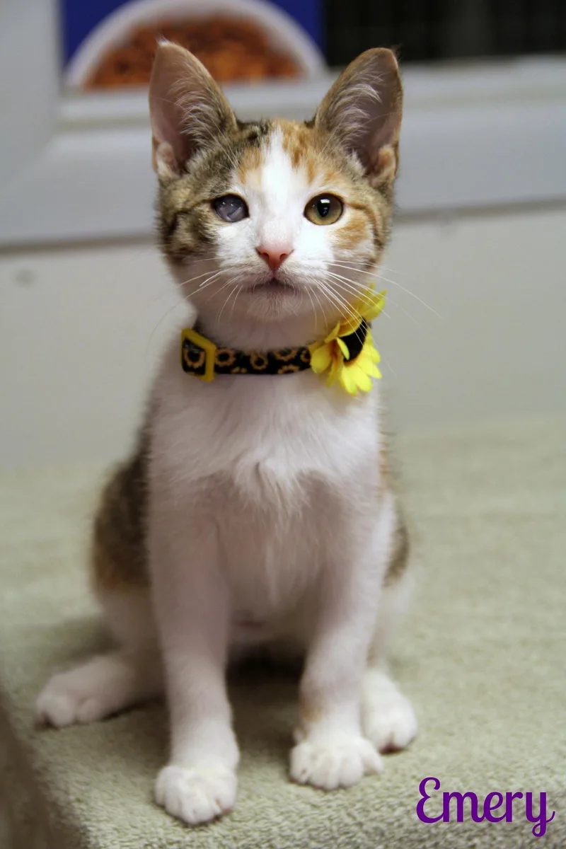 A baby medium-sized female Calico Domestic Short Hair cat named Emery for adoption in Vinton, IA