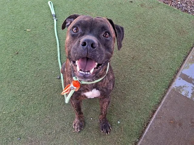 A young large-sized male Pit Bull Terrier dog named Moose for adoption in Phoenix, AZ