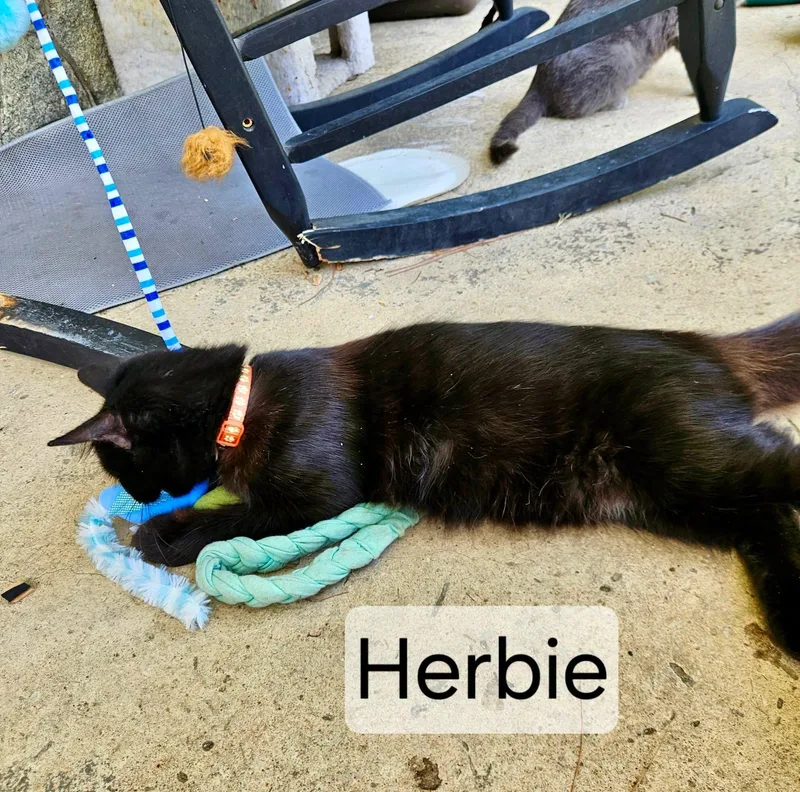 A young medium-sized male Black American Shorthair cat named Herbie for adoption in Raleigh, NC
