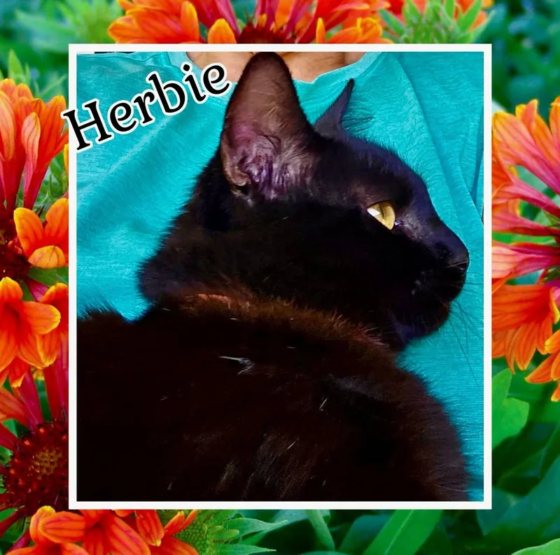 Herbie thumbnail 2