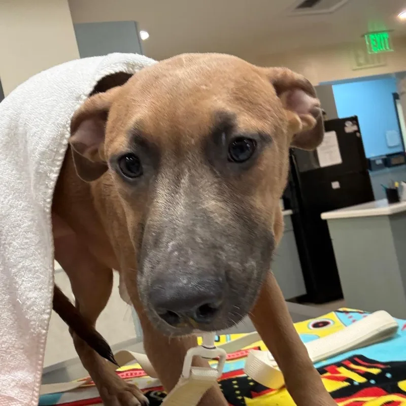 A baby medium-sized female Yellow / Tan / Blond / Fawn Mixed Breed dog named Ninja for adoption in Jacksonville, FL