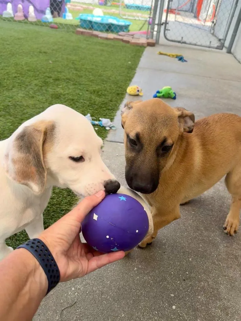 A baby medium-sized female Black Mouth Cur dog named Shylamo Puppy! for adoption in Fort Myers, FL