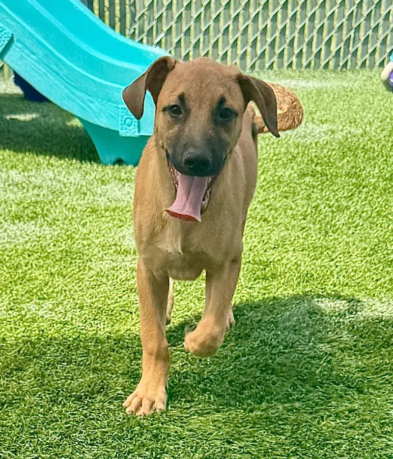 Shylamo Puppy! thumbnail 2