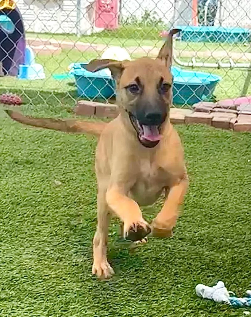 Shylamo Puppy! thumbnail 3