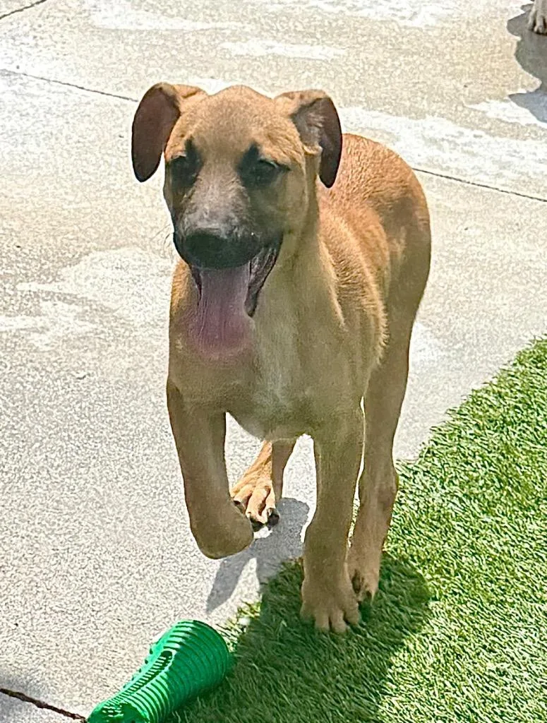 Shylamo Puppy! thumbnail 4