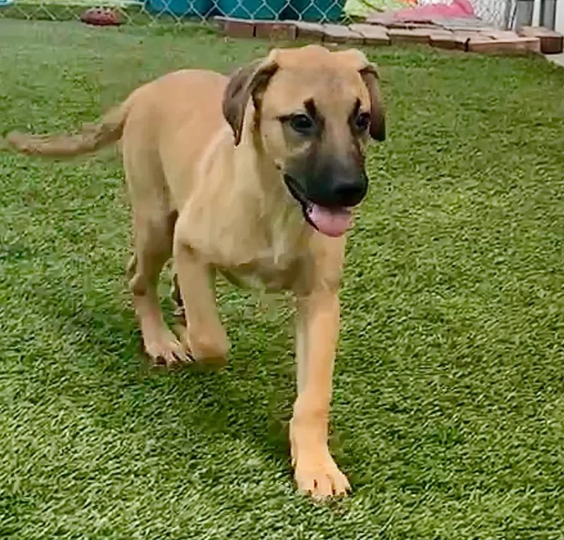 Shylamo Puppy! thumbnail 5