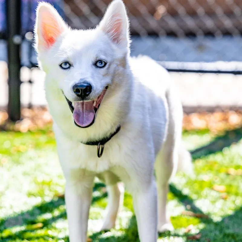 A young small-sized female White / Cream Klee Kai dog named Kita for adoption in Naperville, IL