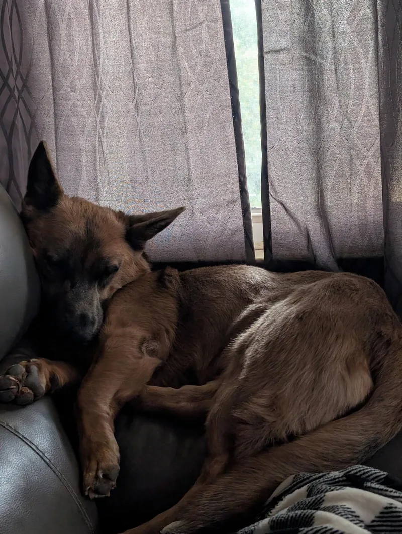 An adult medium-sized female Shepherd dog named Dolly for adoption in Detroit, MI