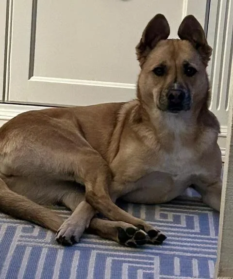 A young medium-sized female German Shepherd Dog dog named Bisou for adoption in Bethel, CT
